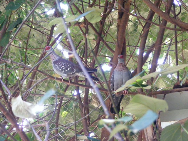 Speckled Pigeon 14.3.09