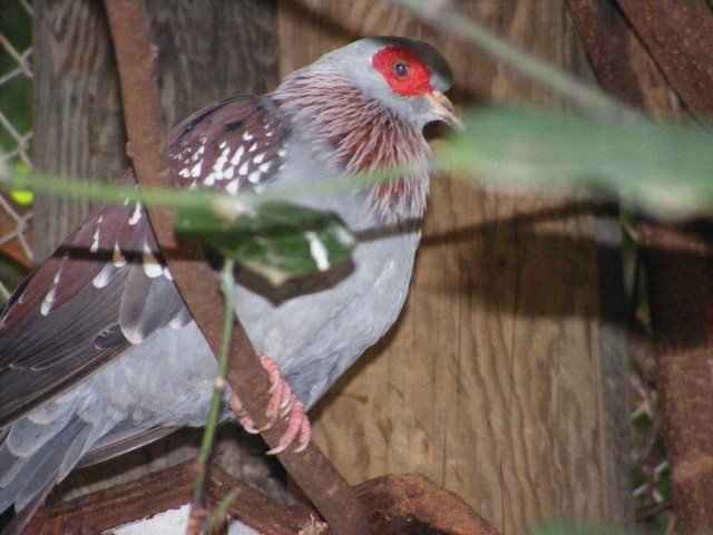 Speckled Pigeon 14.3.09