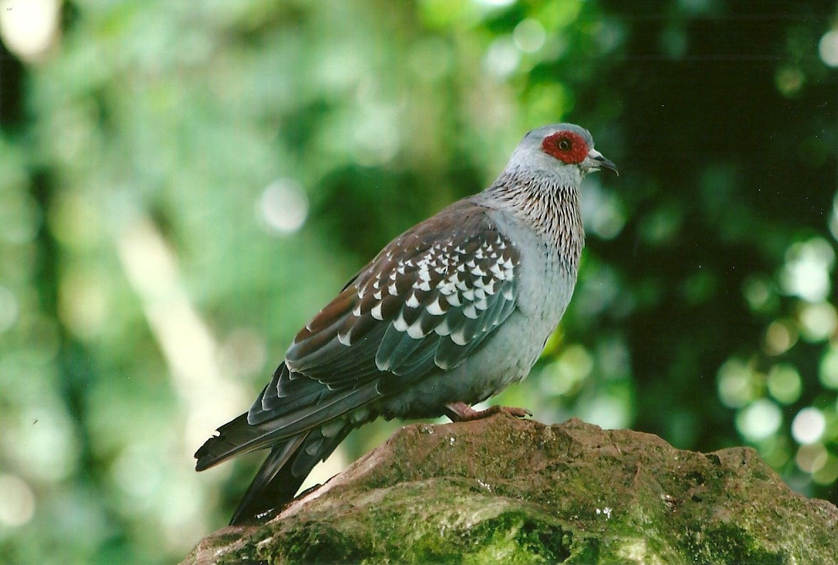 Speckled Pigeon 14th September 2012