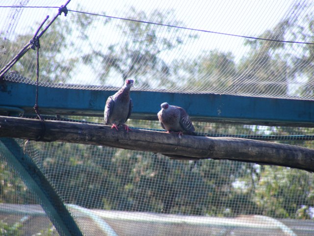 Speckled Pigeon 22.1.10