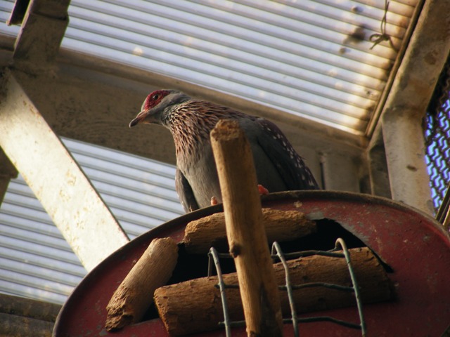 Speckled Pigeon 5.12.11