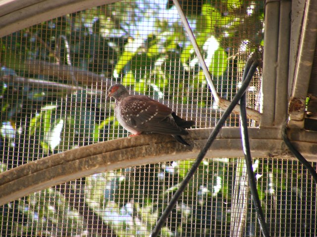 Speckled Pigeon 5.12.11