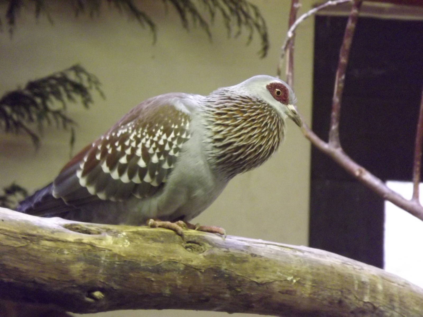 Speckled Pigeon at Blackpool Zoo 26/02/12