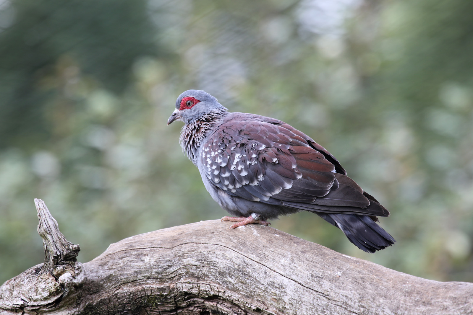 Speckled Pigeon at Cotswold Wildlife Park 3/8/2021