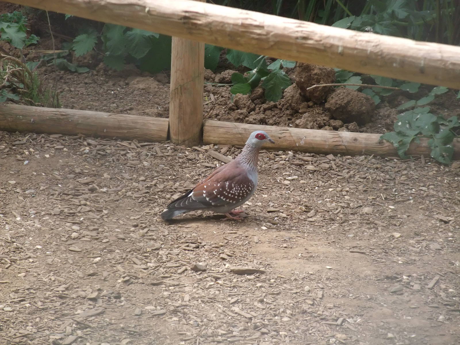 Speckled Pigeon at Long Sutton 25/04/11