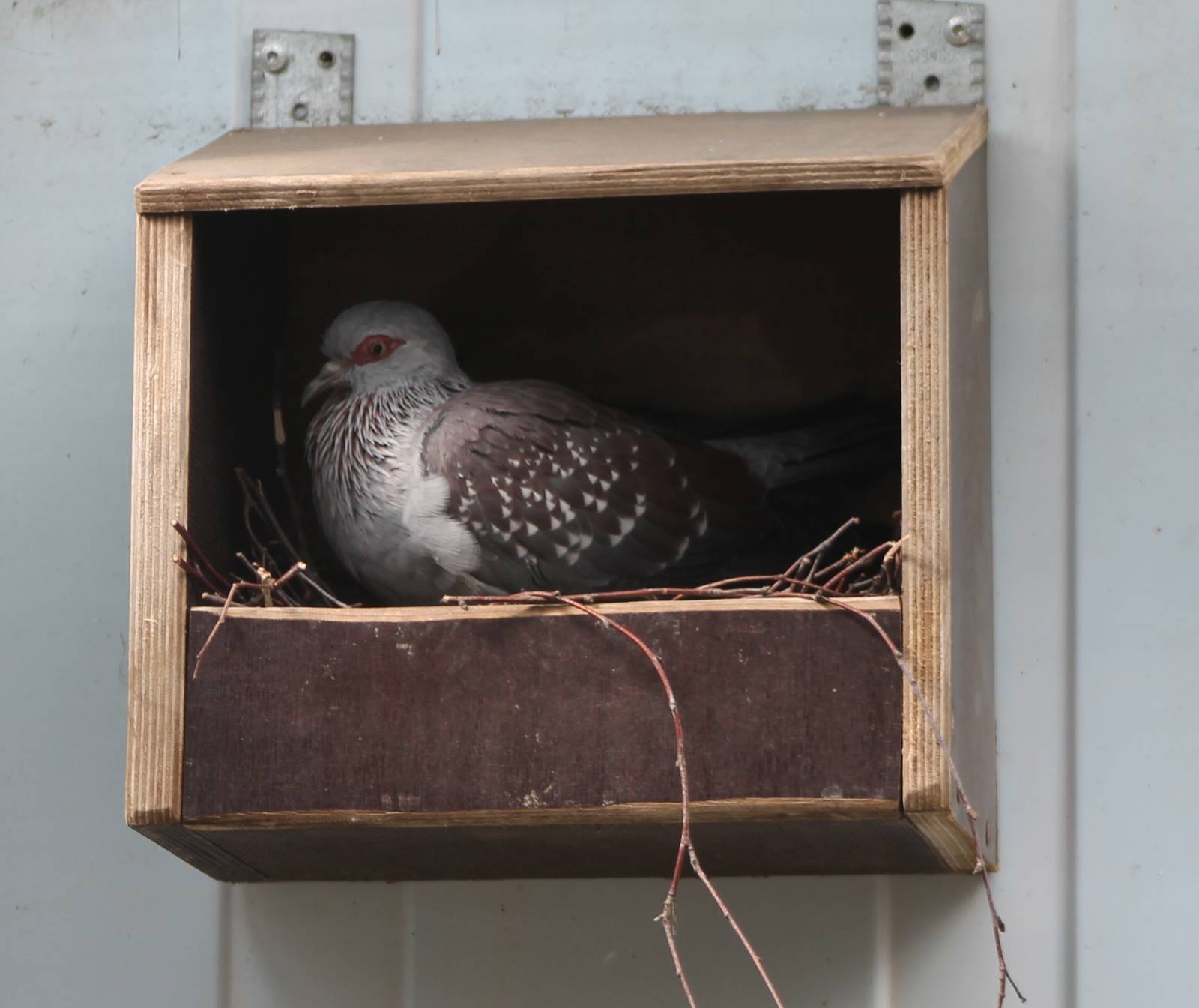 Speckled pigeon at the nest