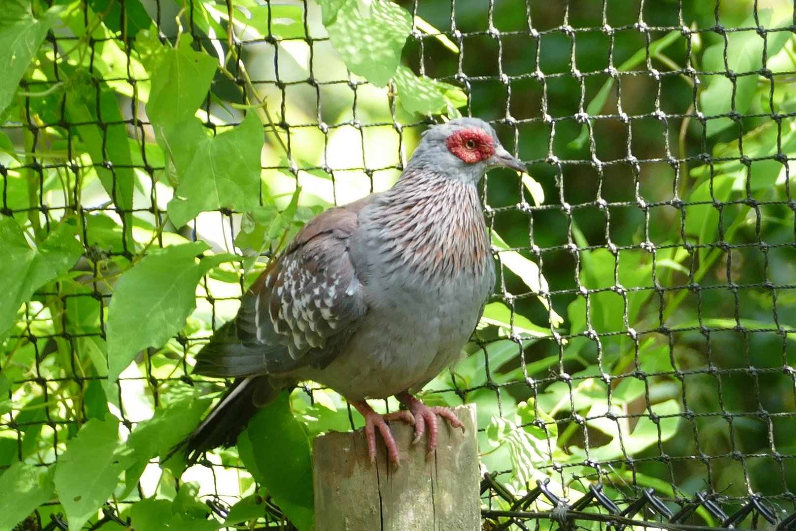 Speckled pigeon, August 2018