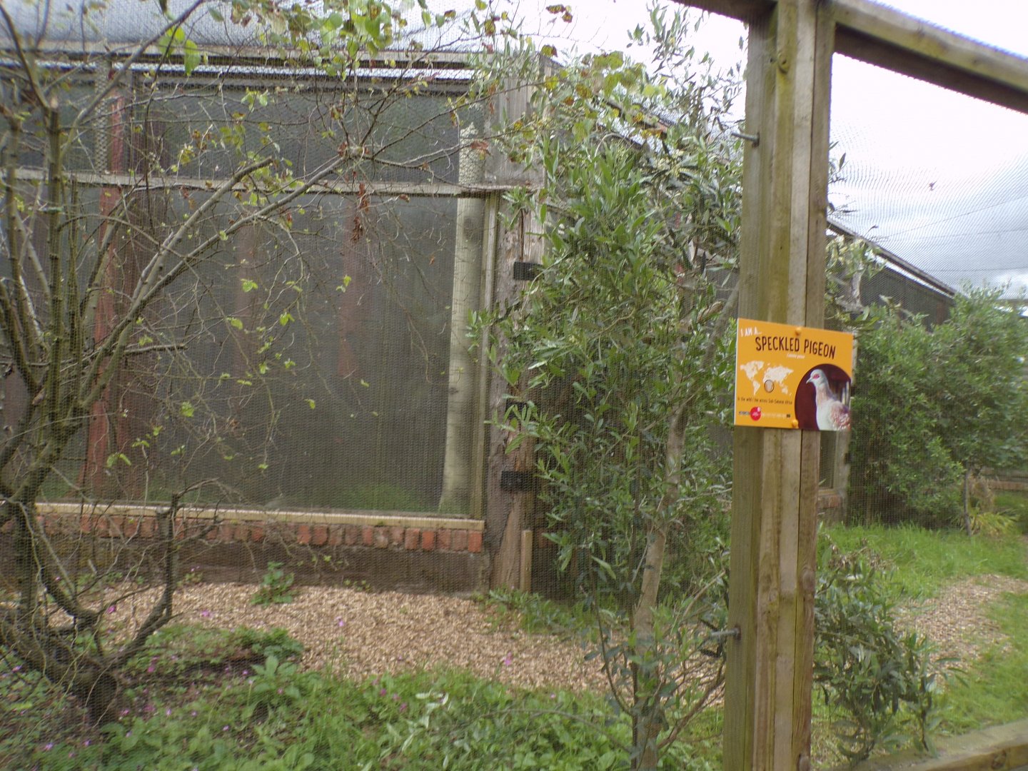 Speckled pigeon aviary 7.7.24