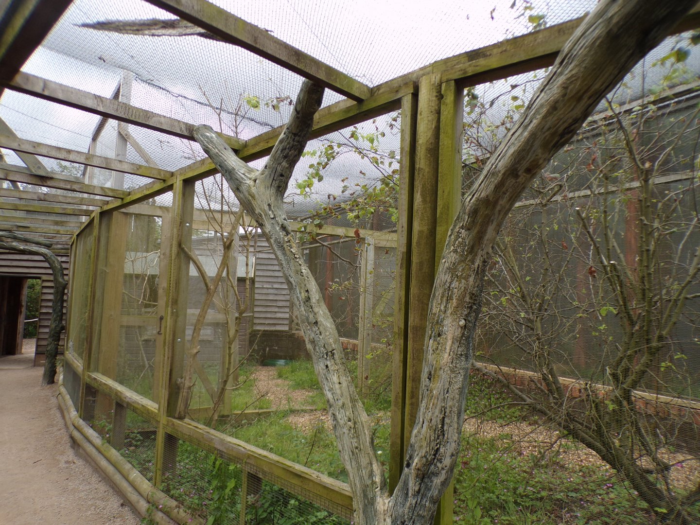 Speckled pigeon aviary 7.7.24