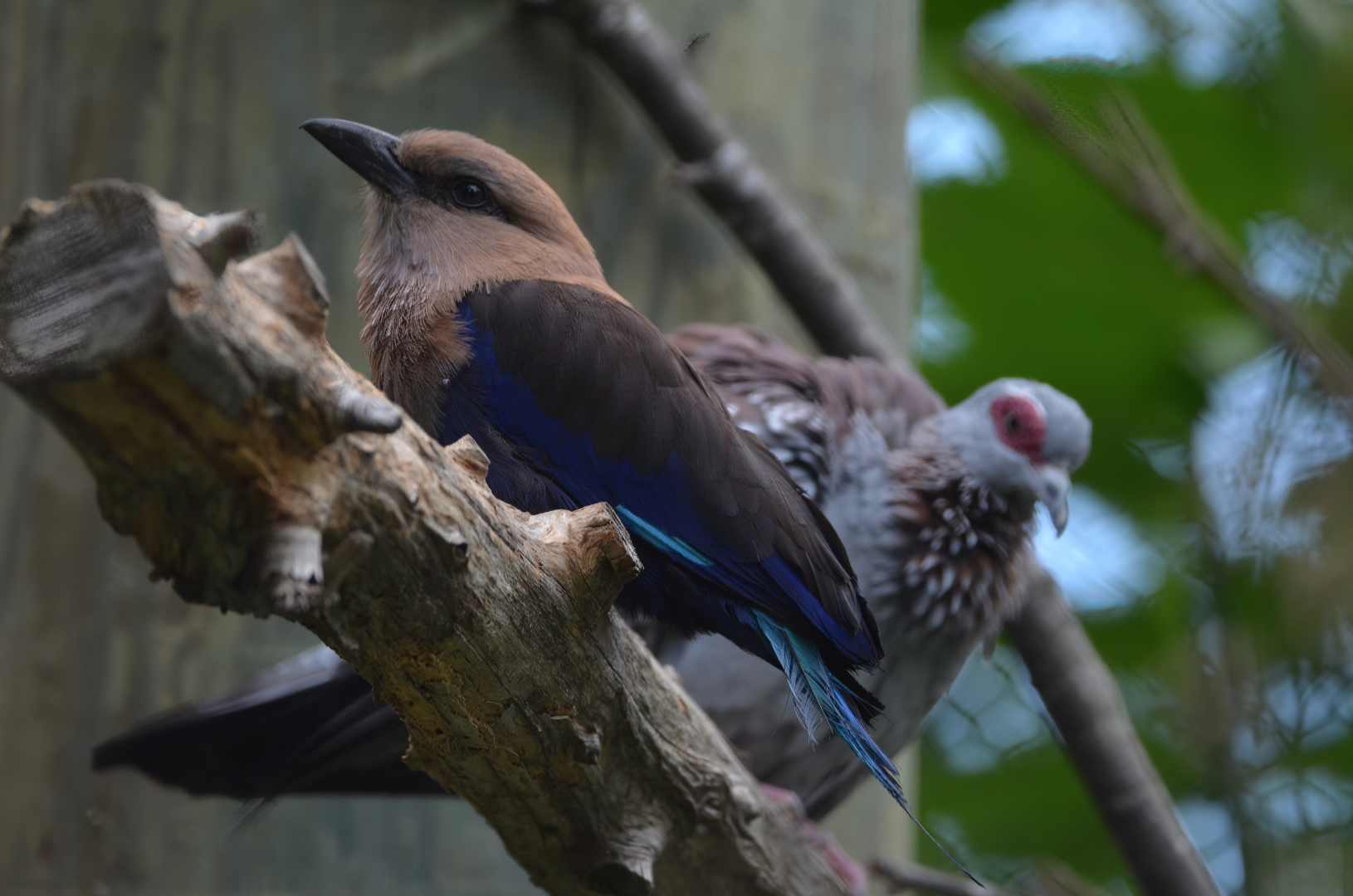 Speckled Pigeon & Blue Bellied Roller