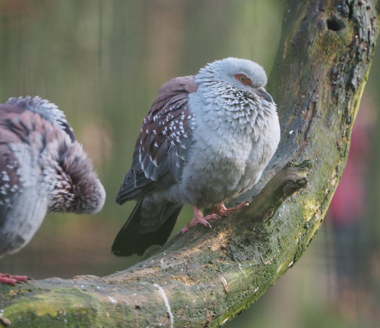 Speckled pigeon (Columba guinea), 2019-12-28