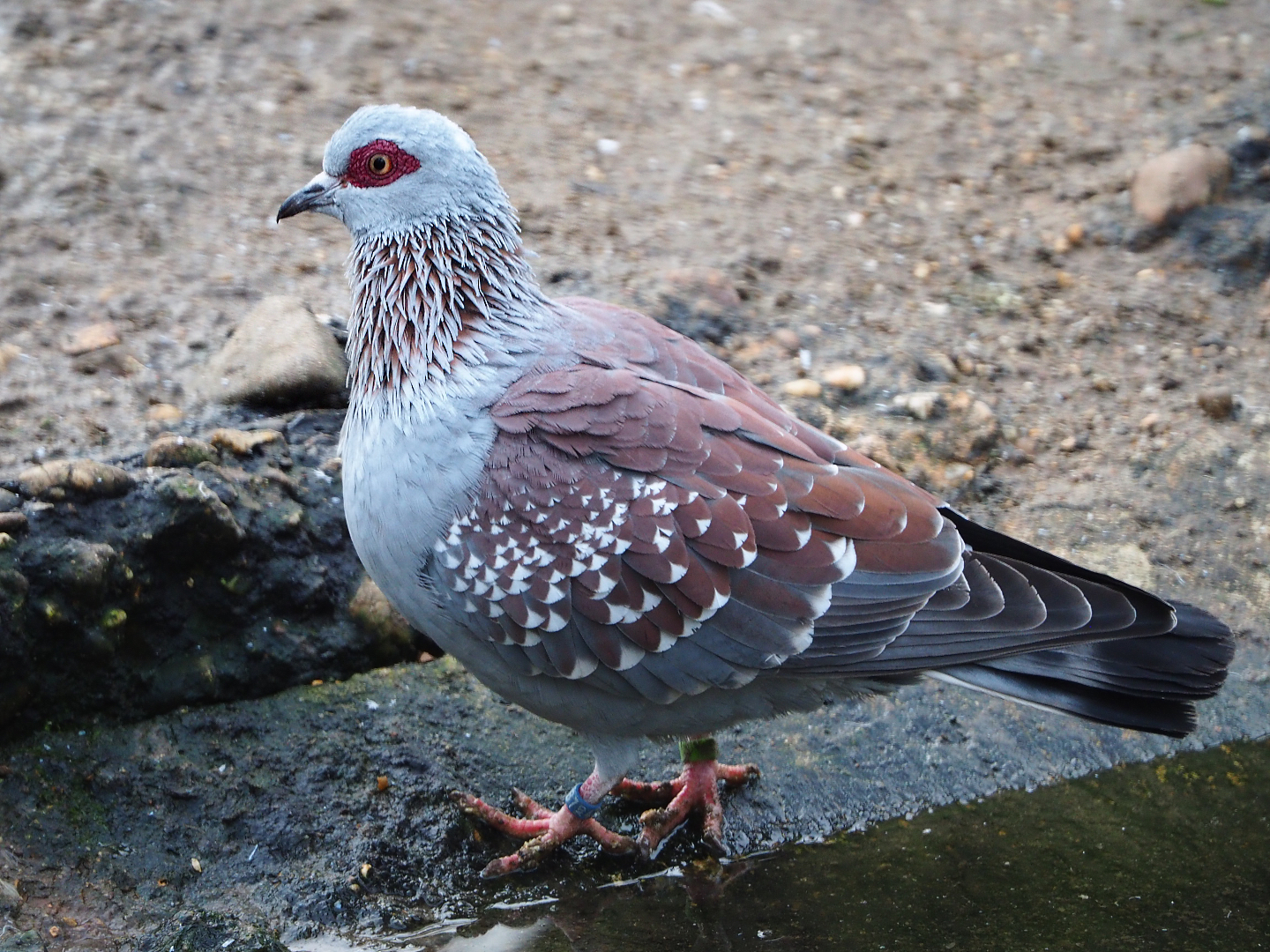 Speckled pigeon (Columba guinea), 2020-01-11