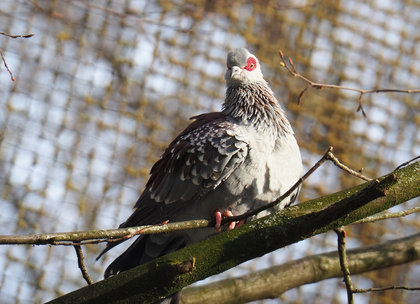 Speckled pigeon (Columba guinea), 2021-02-14