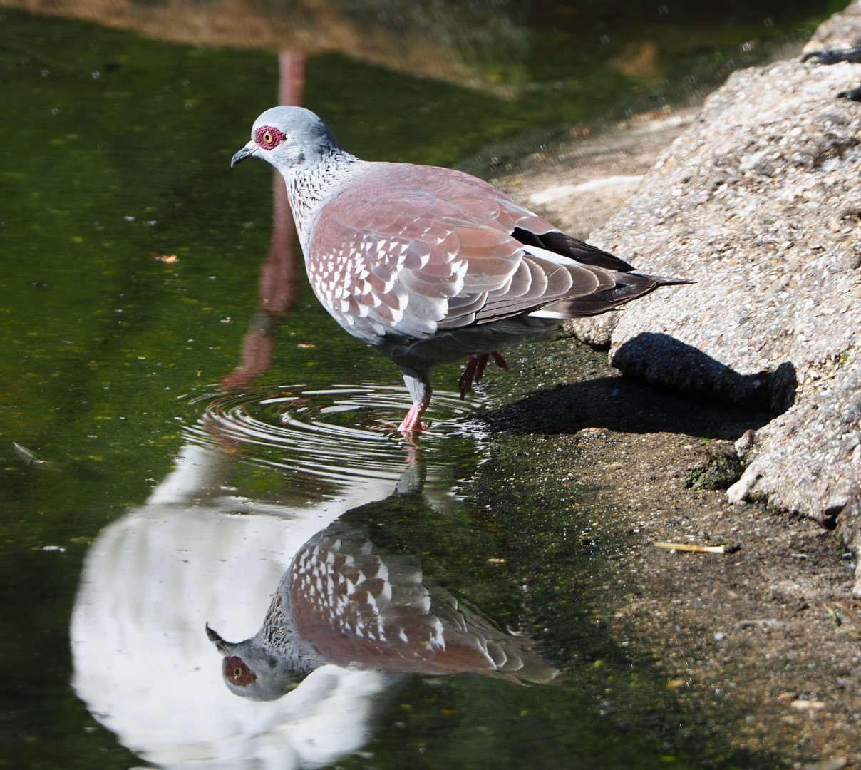 Speckled pigeon (Columba guinea), 2021-06-01