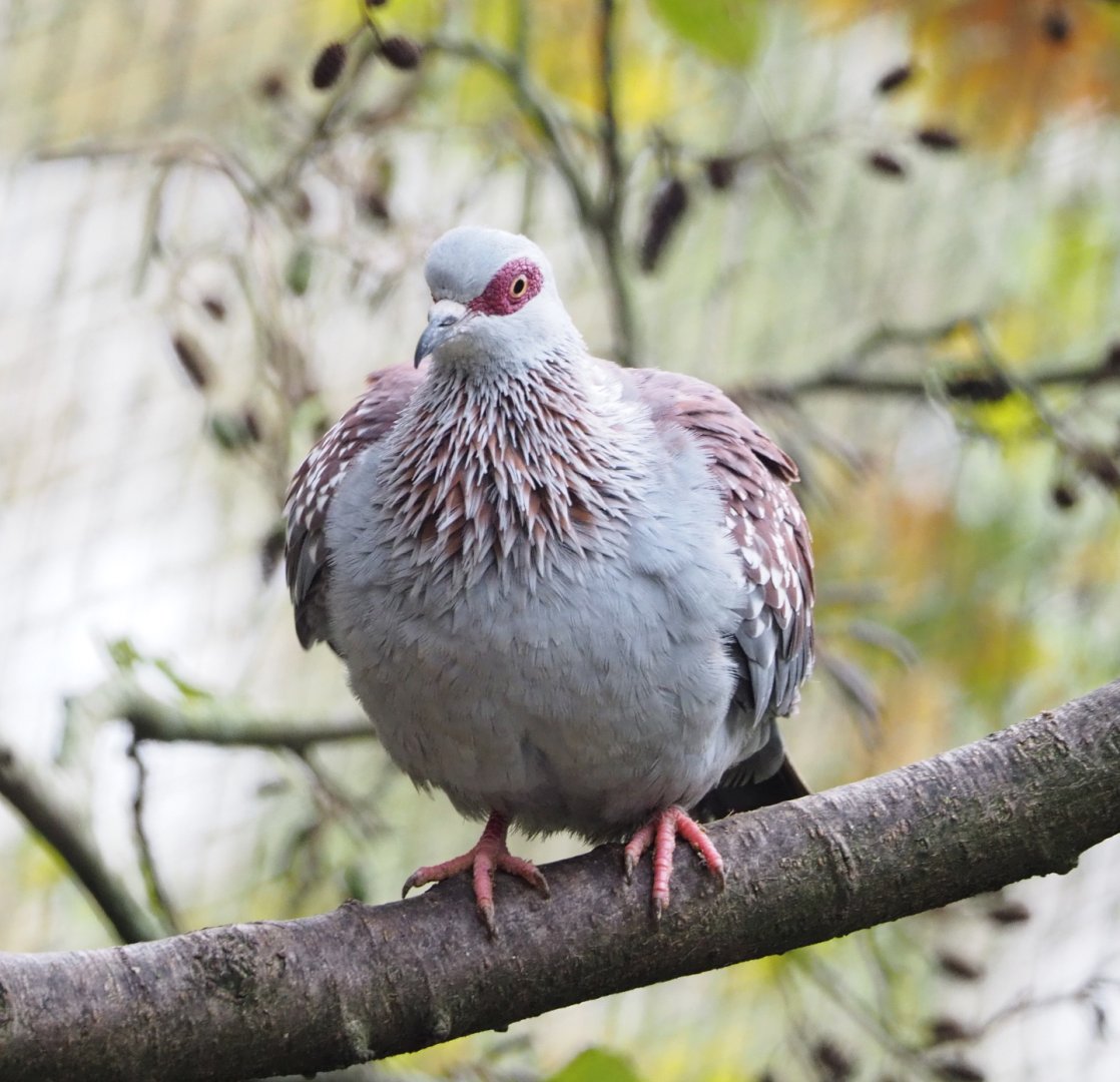 Speckled pigeon (Columba guinea), 2021-11-06