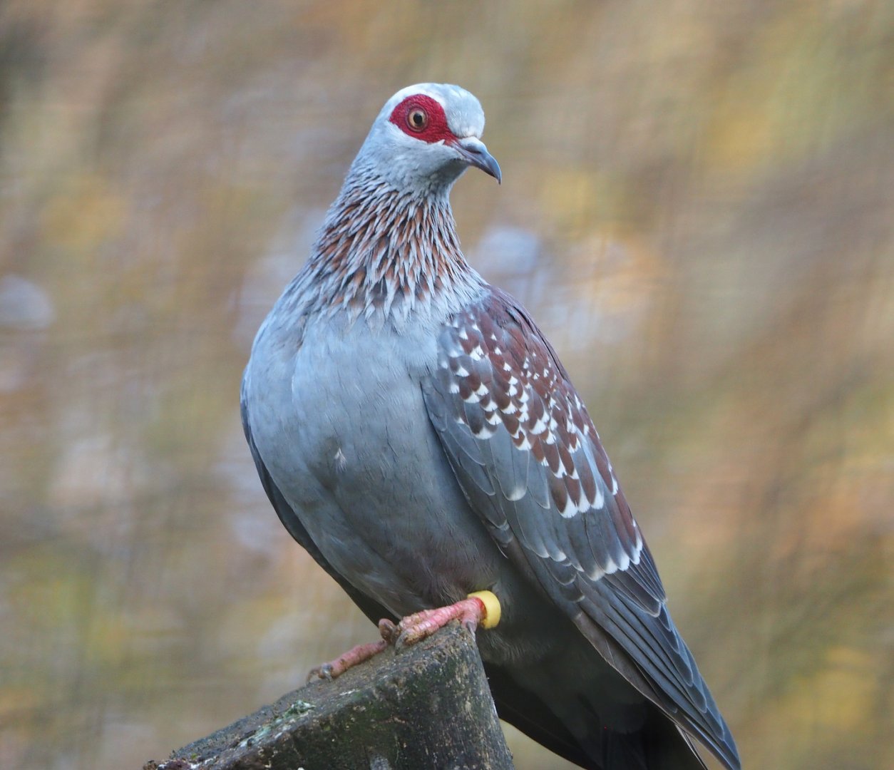 Speckled pigeon (Columba guinea), 2021-11-23