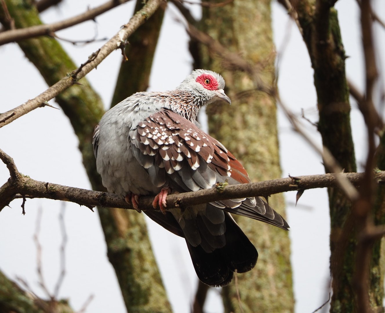 Speckled pigeon  (Columba guinea), 2022-03-16