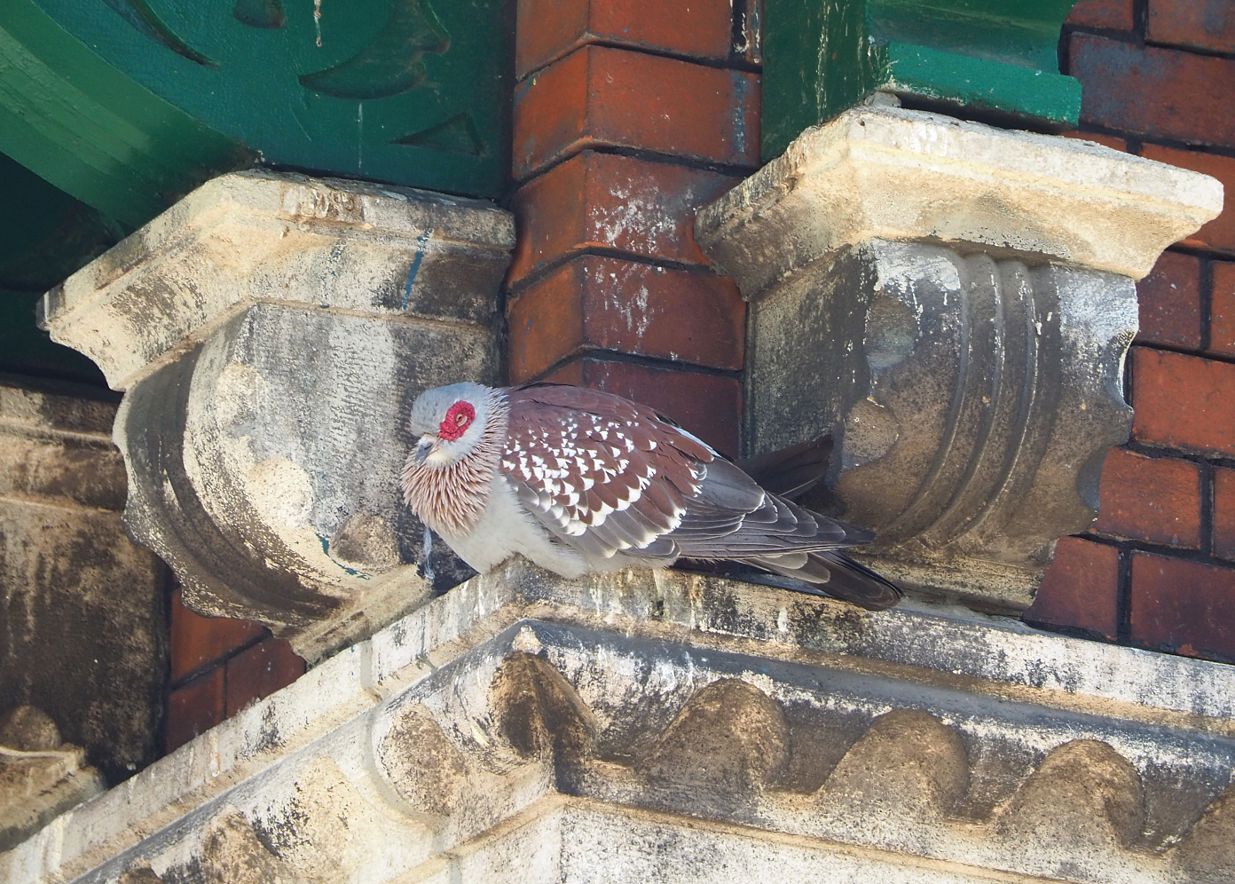 Speckled pigeon (Columba guinea), 2022-05-26