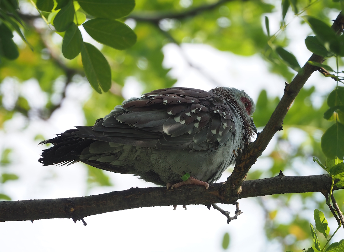 Speckled pigeon (Columba guinea), 2022-08-16