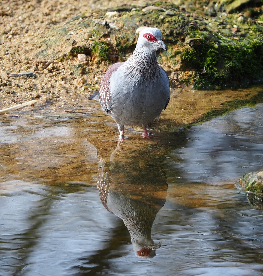 Speckled pigeon (Columba guinea), 2023-03-28