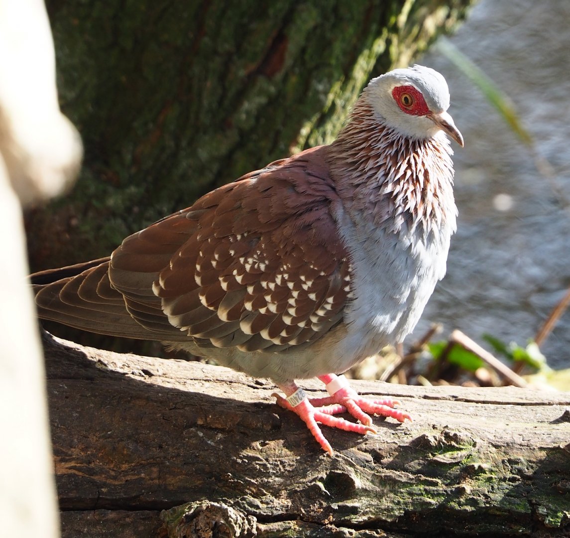 Speckled pigeon (Columba guinea), 2024-03-04