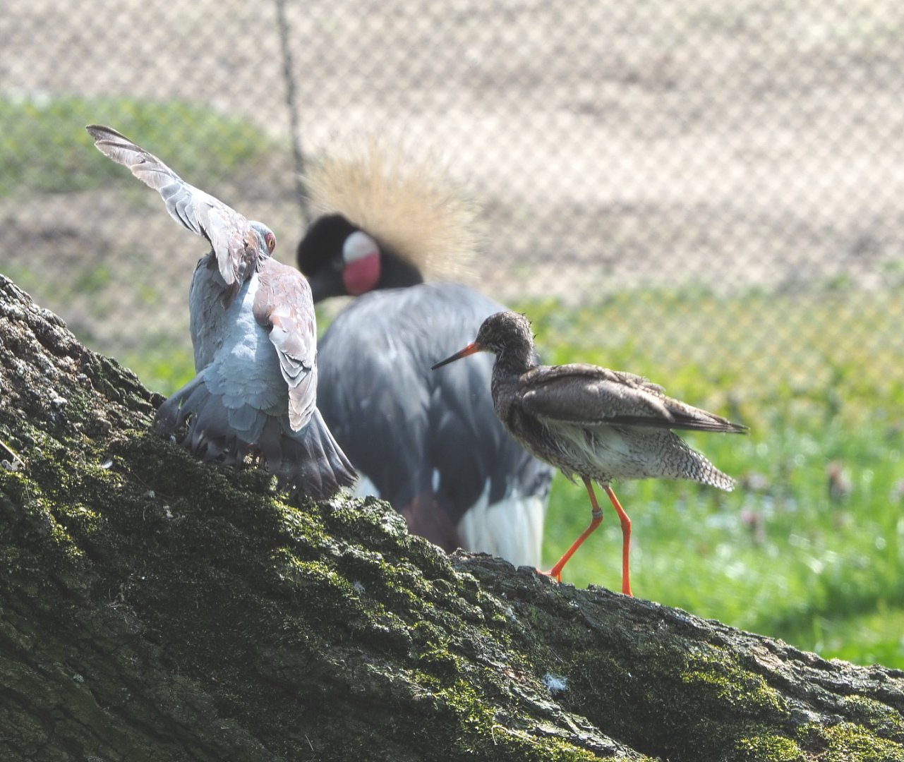 Speckled pigeon (Columba guinea) and Common redshank (Tringa totanus), 2021-04-20