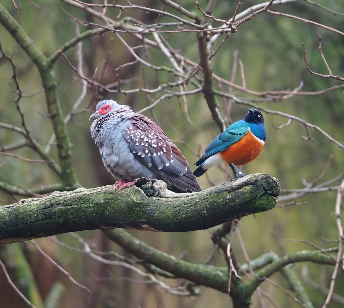 Speckled pigeon (Columba guinea) and Superb starling (Lamprotornis superbus) 2024-02-17