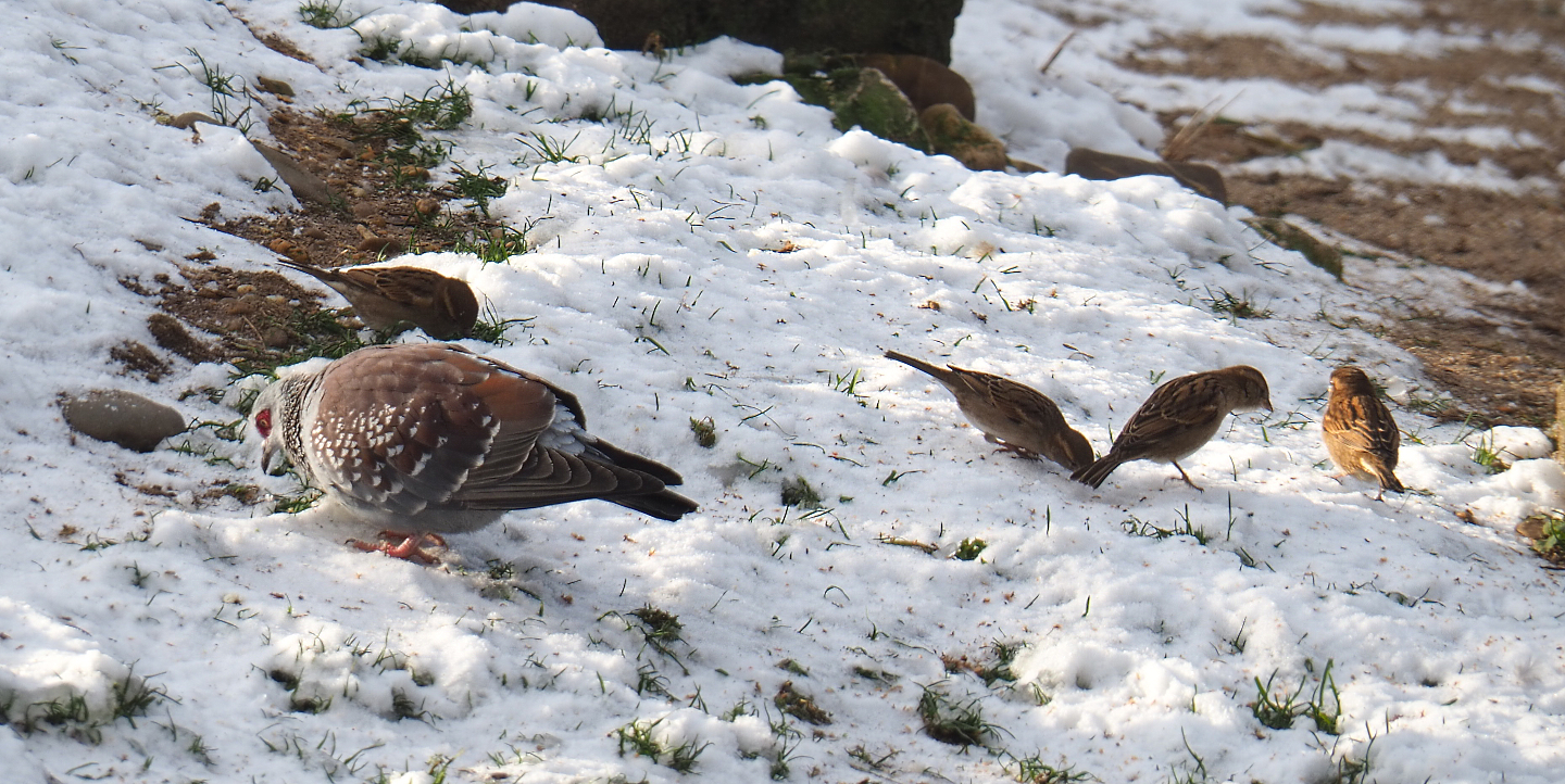 Speckled pigeon (Columba guinea) and Wild House sparrows (Passer domesticus) foraging in the snow, 2021-02-14