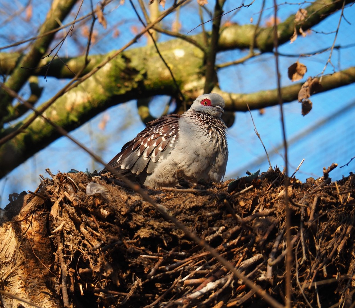 Speckled pigeon (Columba guinea), Jan 20th, 2019