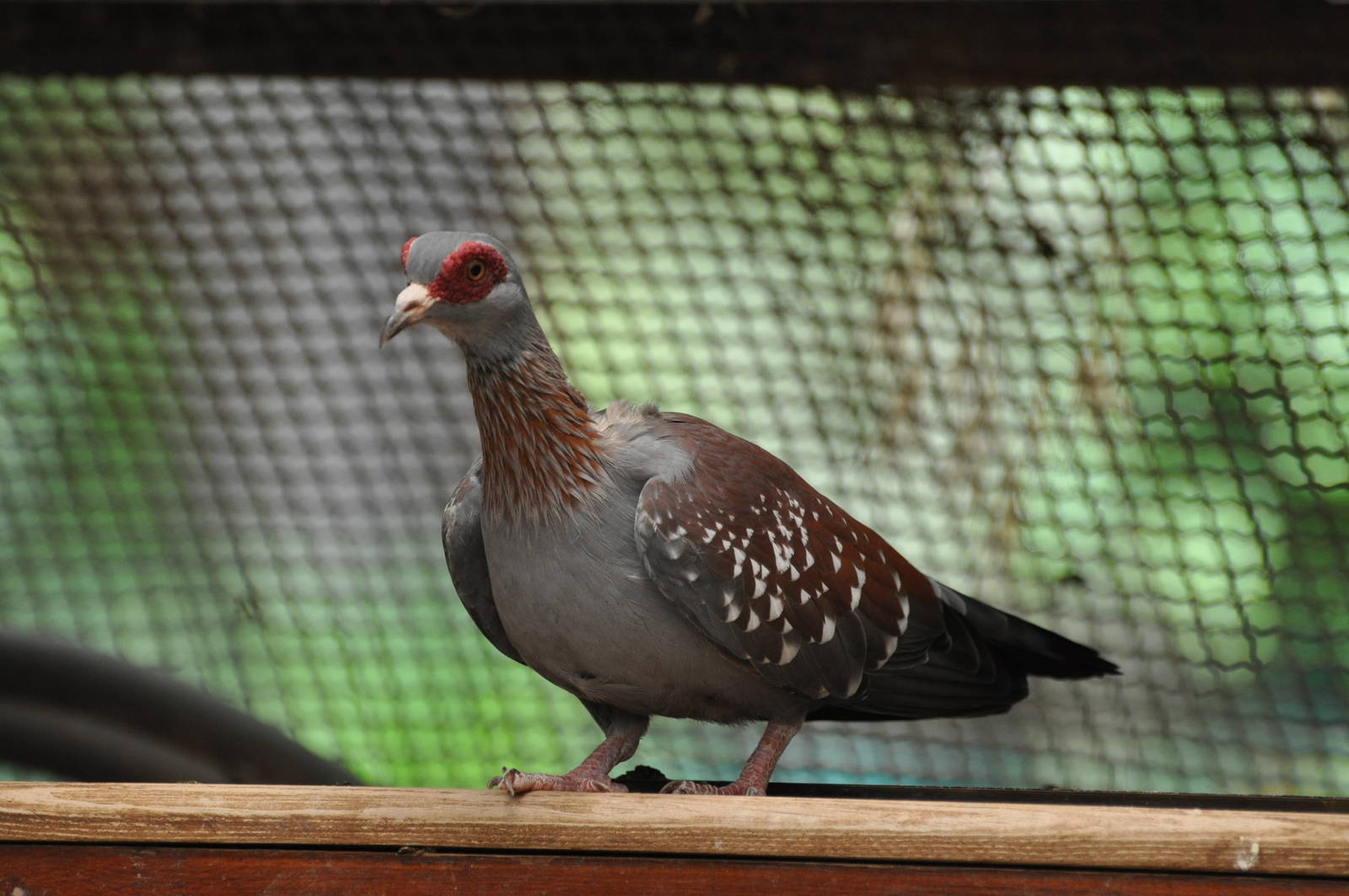 Speckled pigeon/ Columba guinea