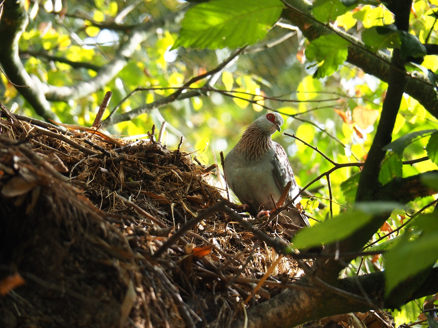 Speckled pigeon (Columba guinea)