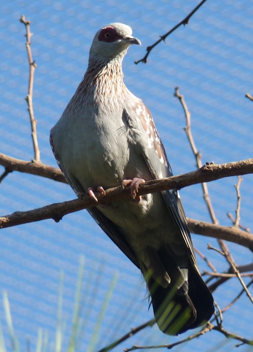 Speckled pigeon (Columba guinea)