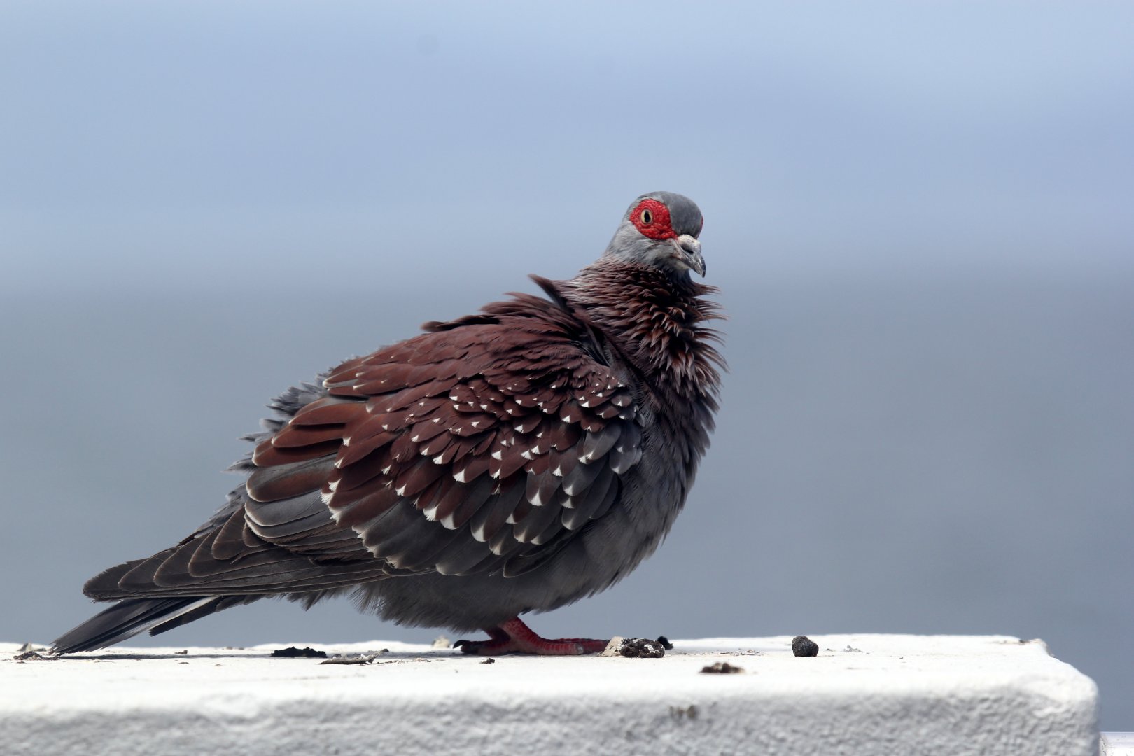 Speckled Pigeon (Columba guinea)