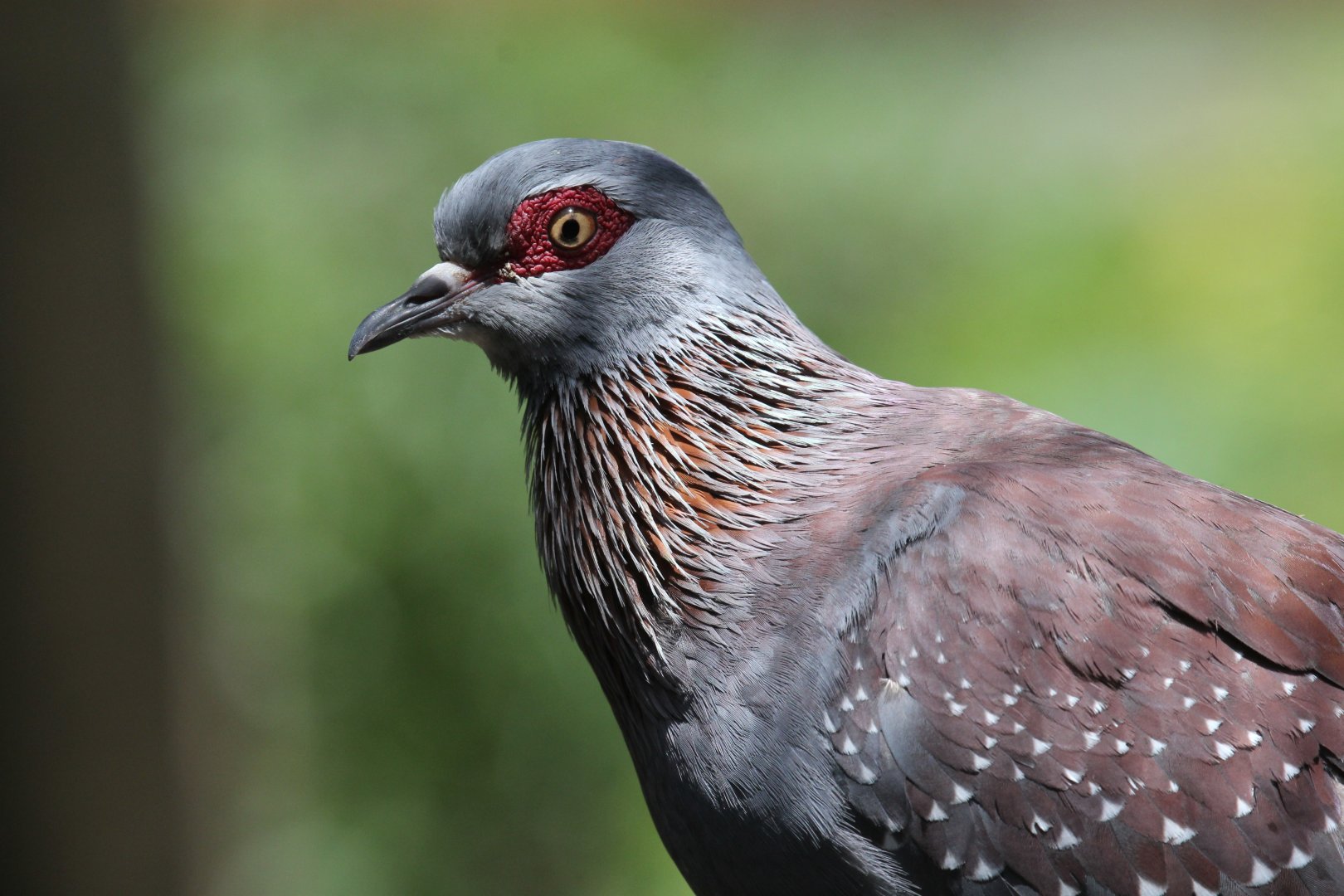 Speckled Pigeon (Columba guinea)
