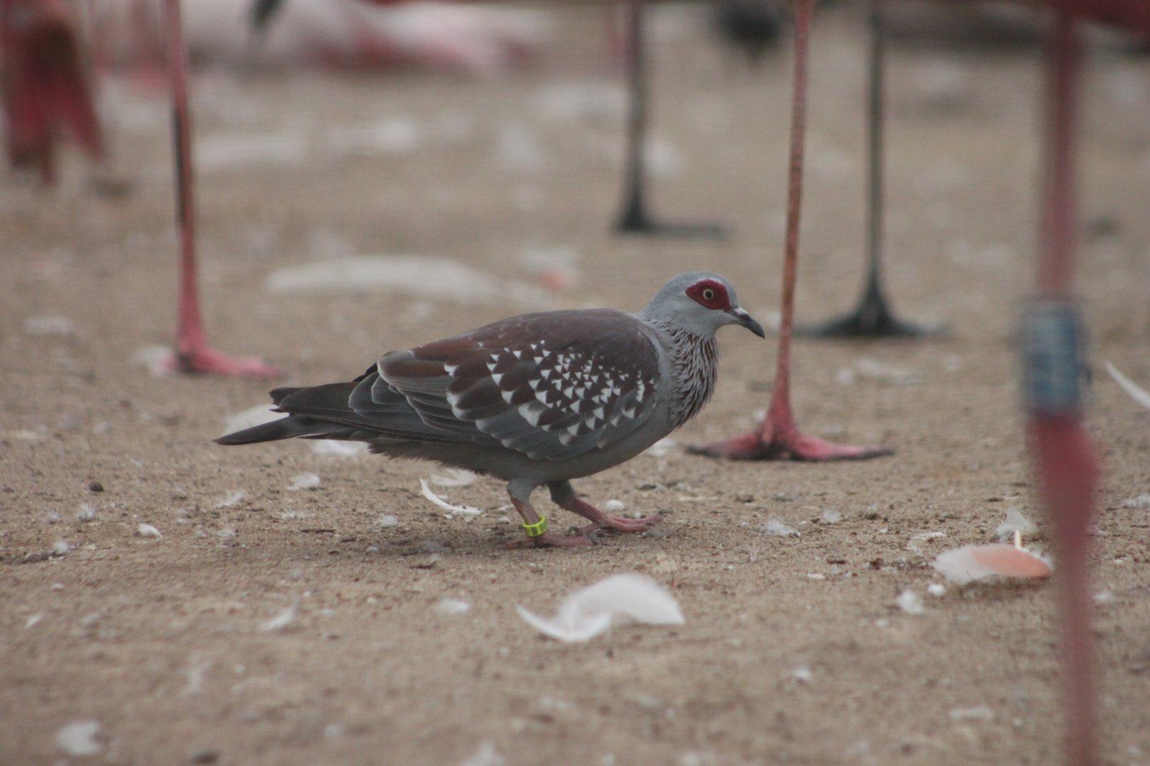 Speckled pigeon (Columba guinea)