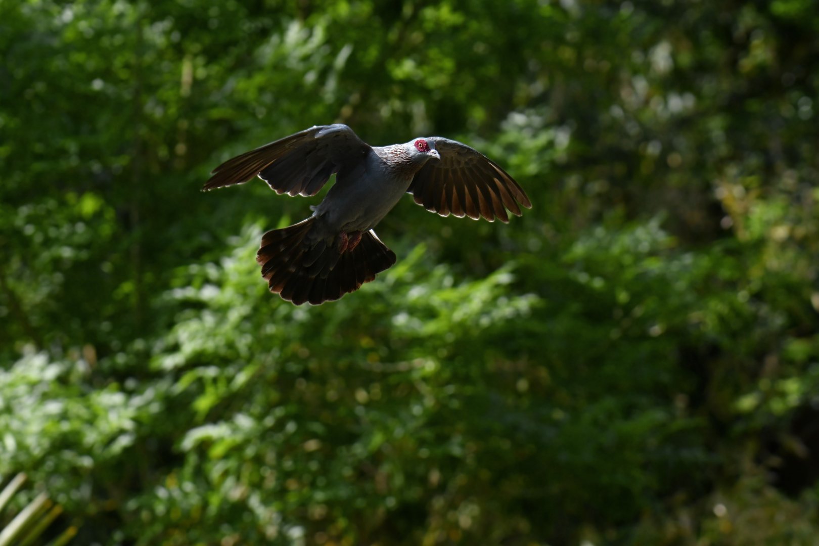Speckled Pigeon (Columba guinea)