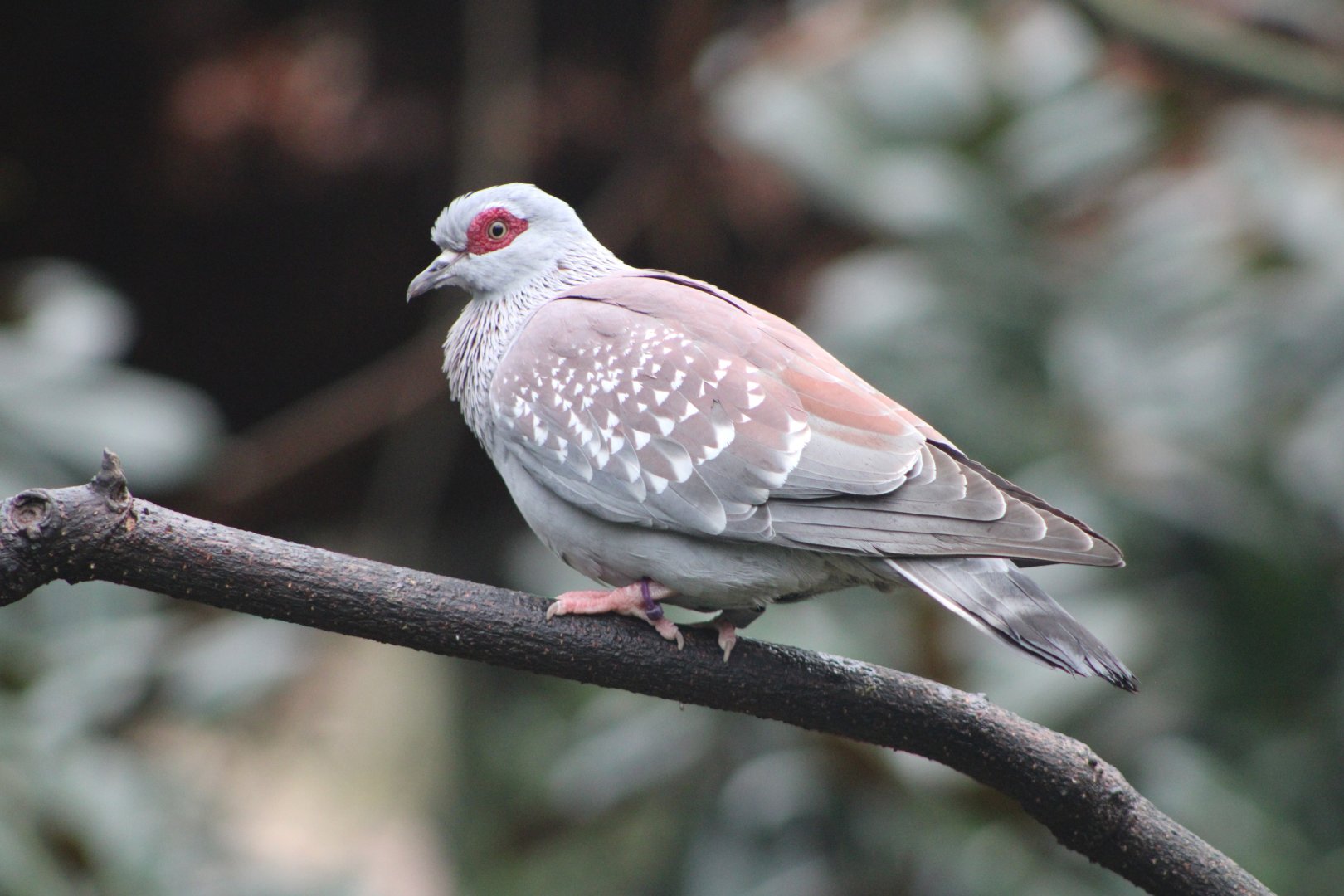 Speckled Pigeon (Columba guinea)