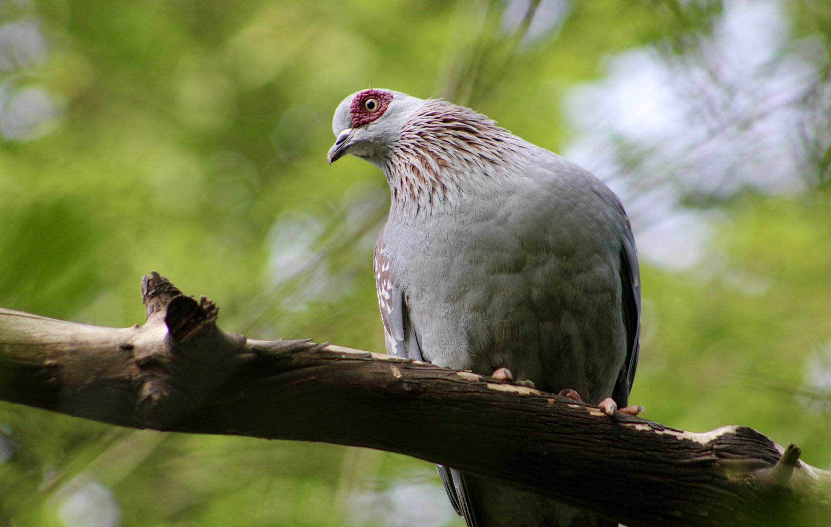 Speckled Pigeon (Columba guinea)