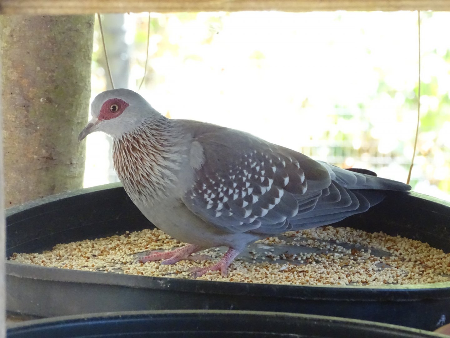 Speckled pigeon (Columba guinea)