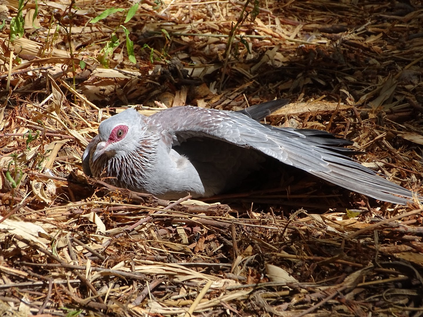Speckled pigeon (Columba guinea)
