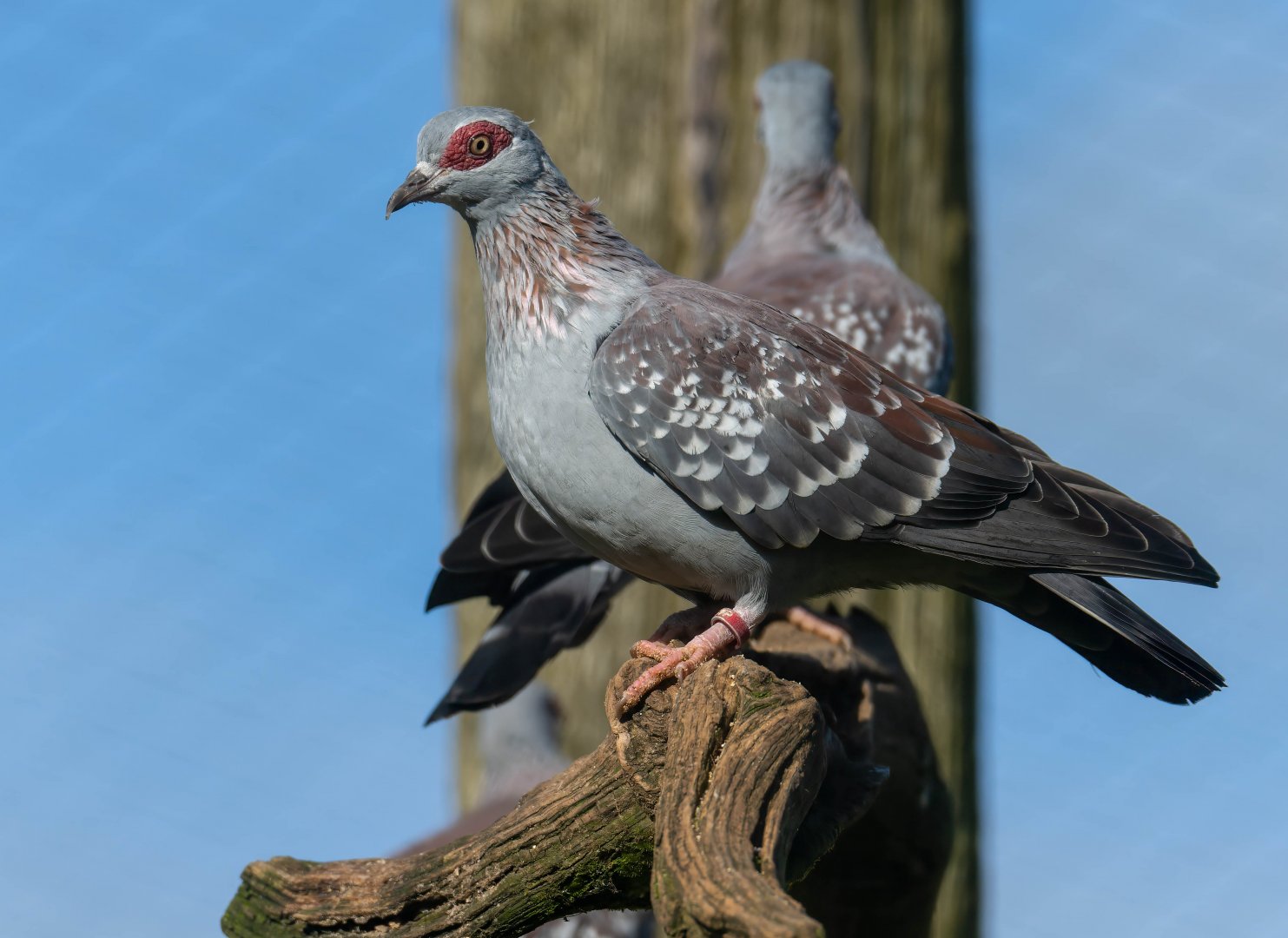 Speckled pigeon, CWP, UK