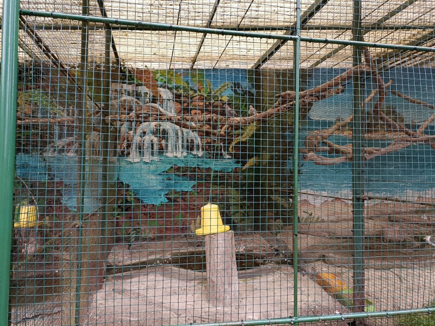 Speckled pigeon exhibit - Avifauna Lugo