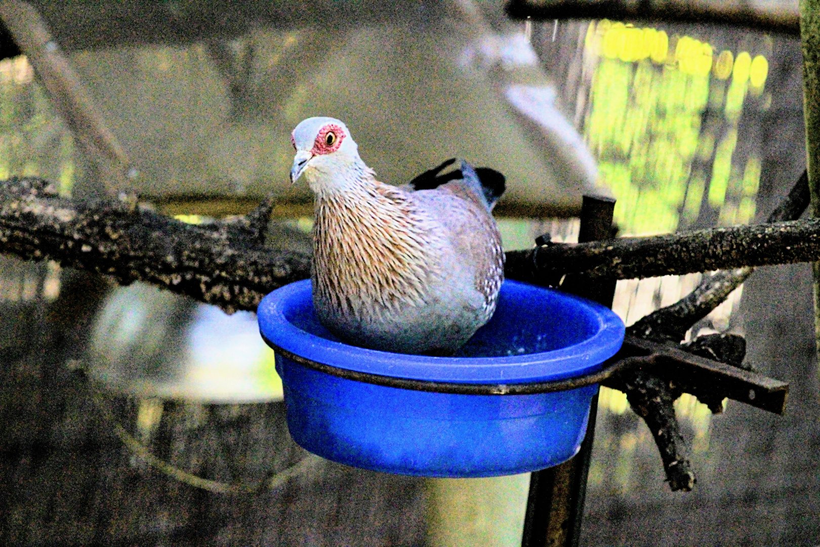 Speckled Pigeon in a Food Dish