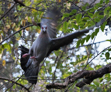 speckled pigeon in flight
