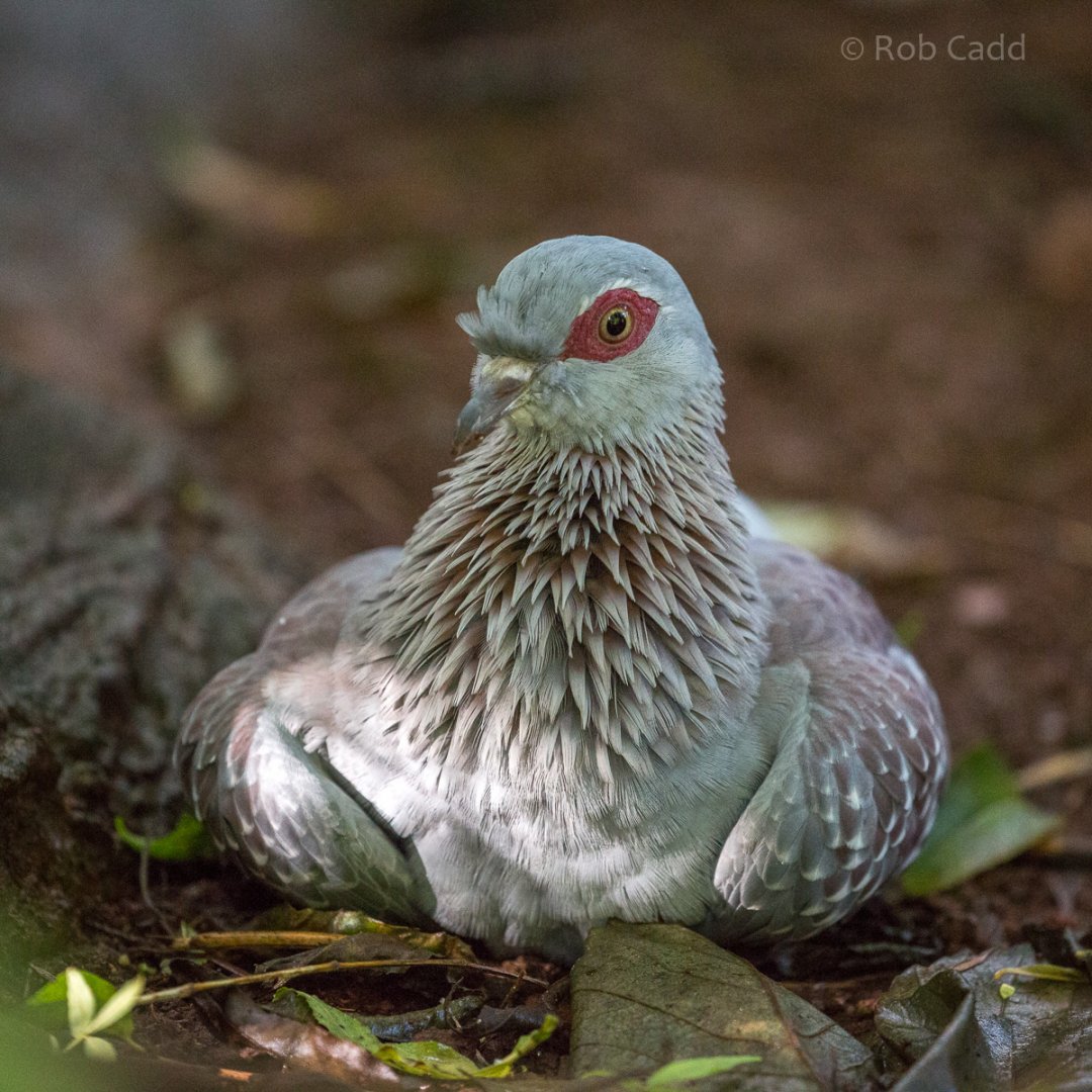 Speckled pigeon : Paignton : 17 Oct 2016