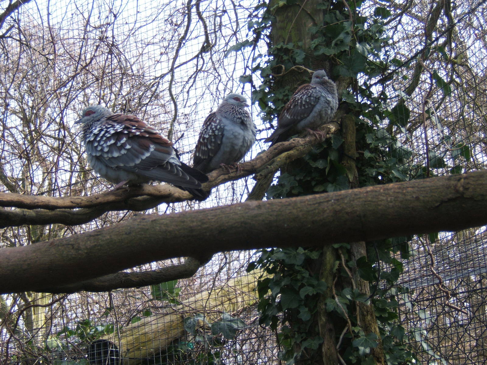Speckled Pigeon`s