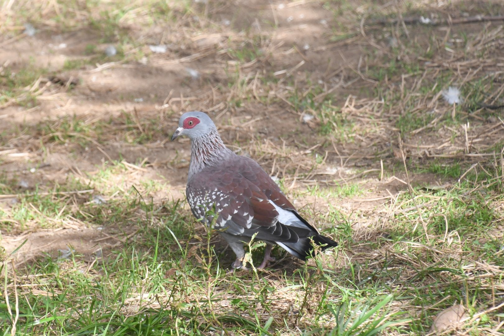 Speckled Pigeon (Zoo Lourosa)