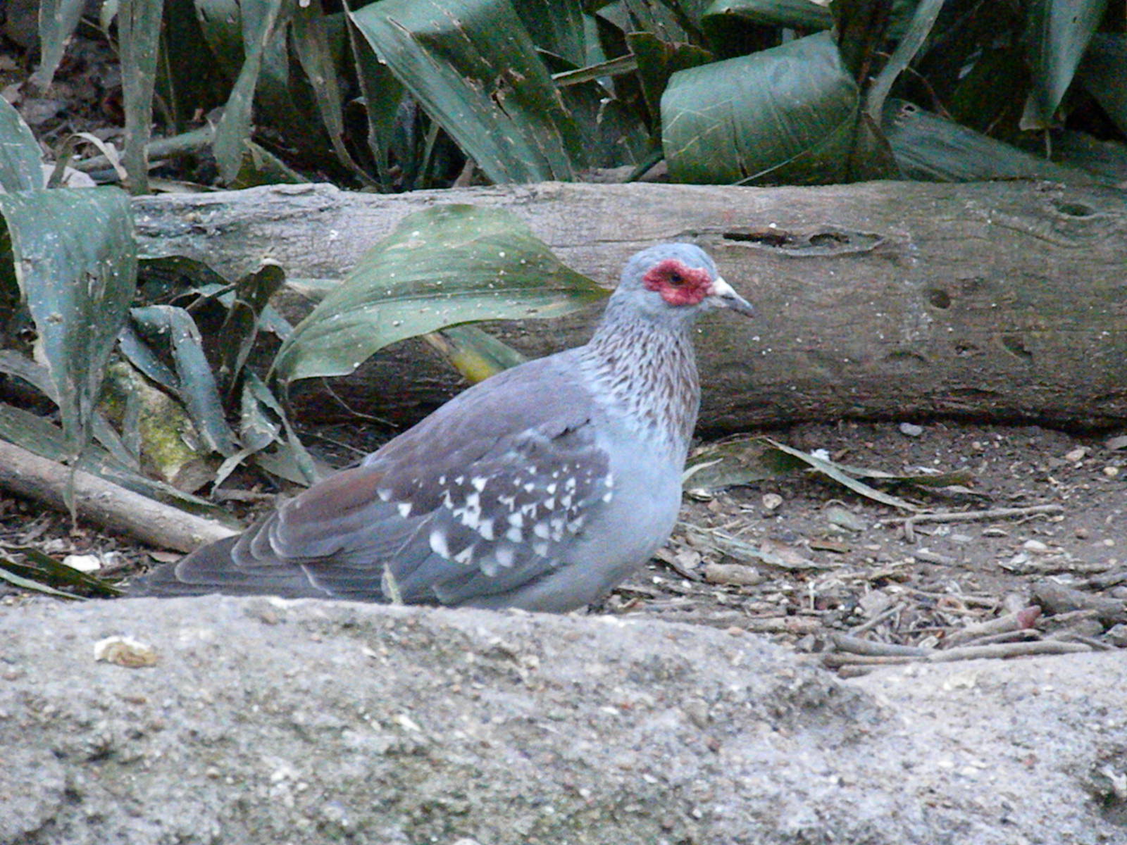 Speckled Pigeon