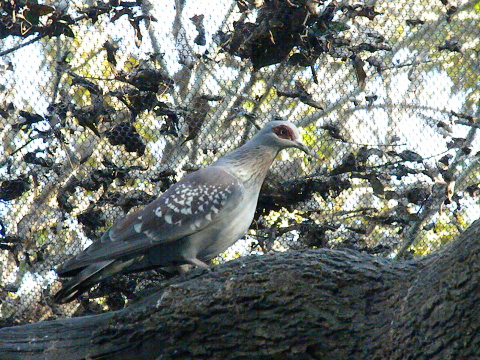 Speckled Pigeon