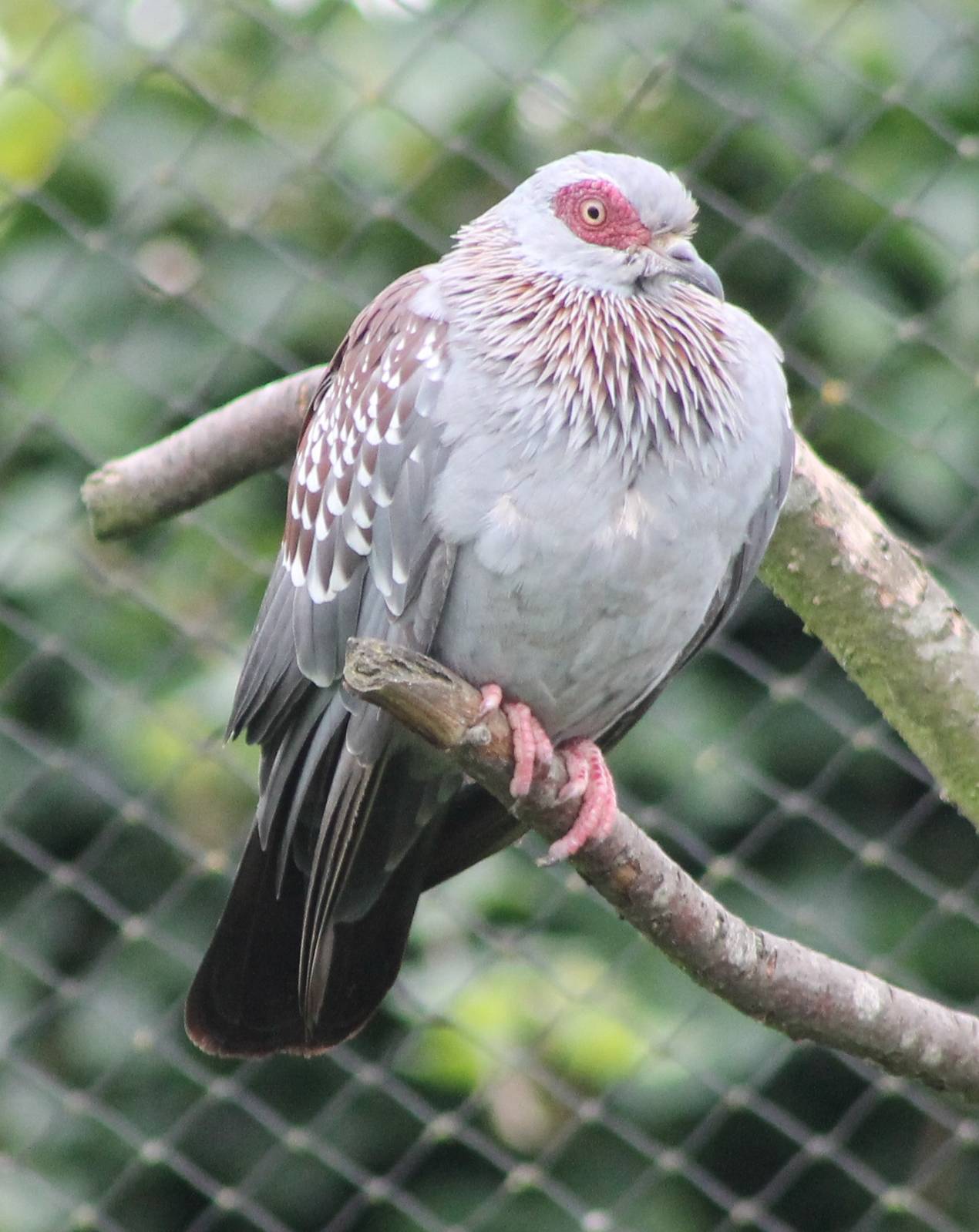 Speckled pigeon